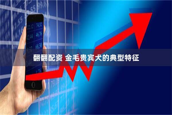 翻翻配资 金毛贵宾犬的典型特征